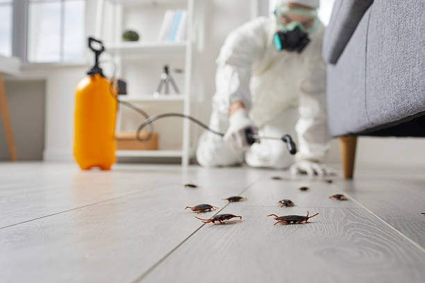 Commercial Kitchen Cockroach Control in Romeoville